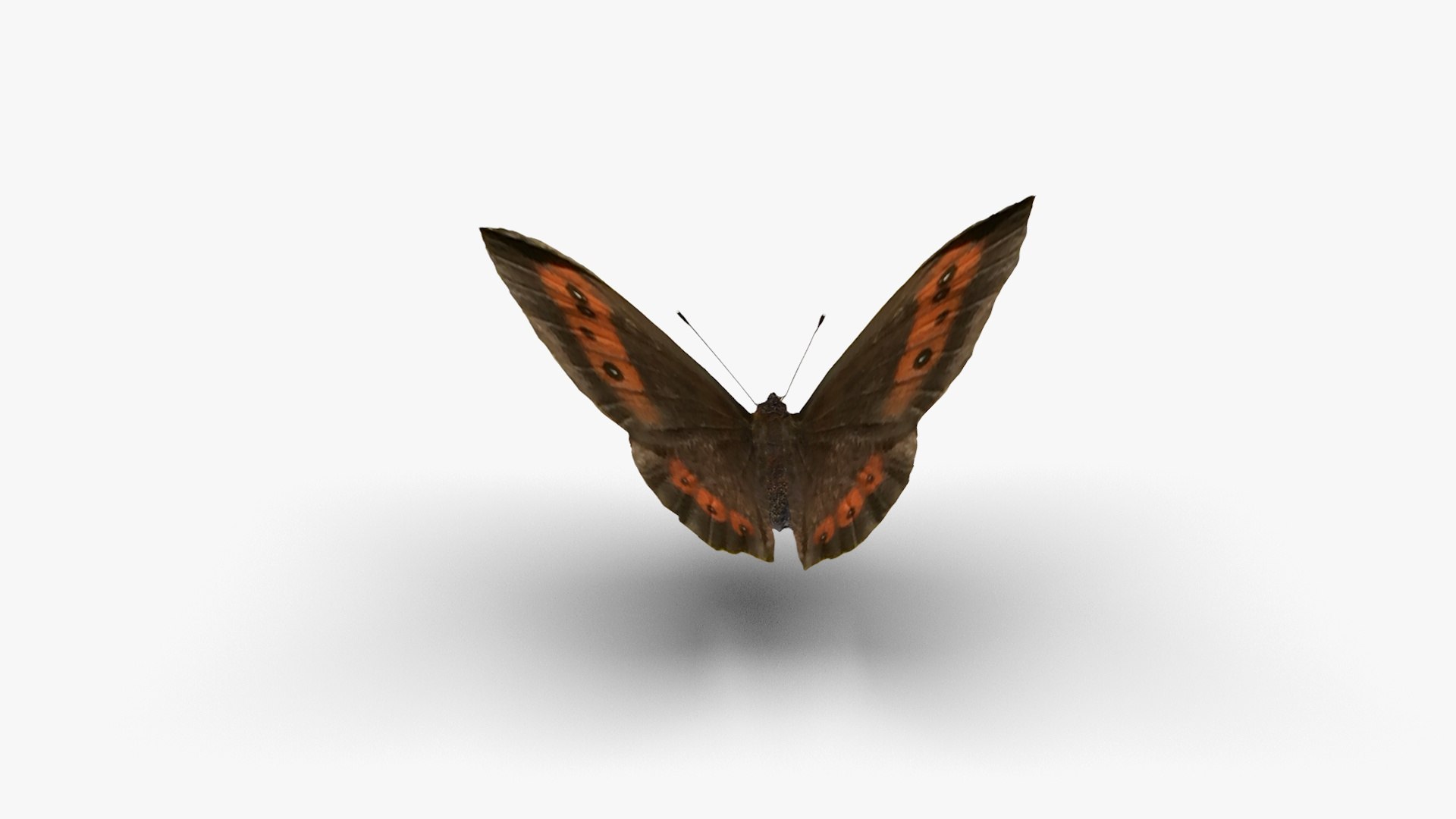 3D Low polygon butterfly - Erebia ligea model https://p.turbosquid.com/ts-thumb/bF/HpCmKr/lU/erebialigea4/jpg/1649056281/1920x1080/fit_q87/29e1286bb94aa1e07a6a921a8eb7afbb702d9d29/erebialigea4.jpg