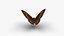 Low polygon butterfly - Erebia ligea