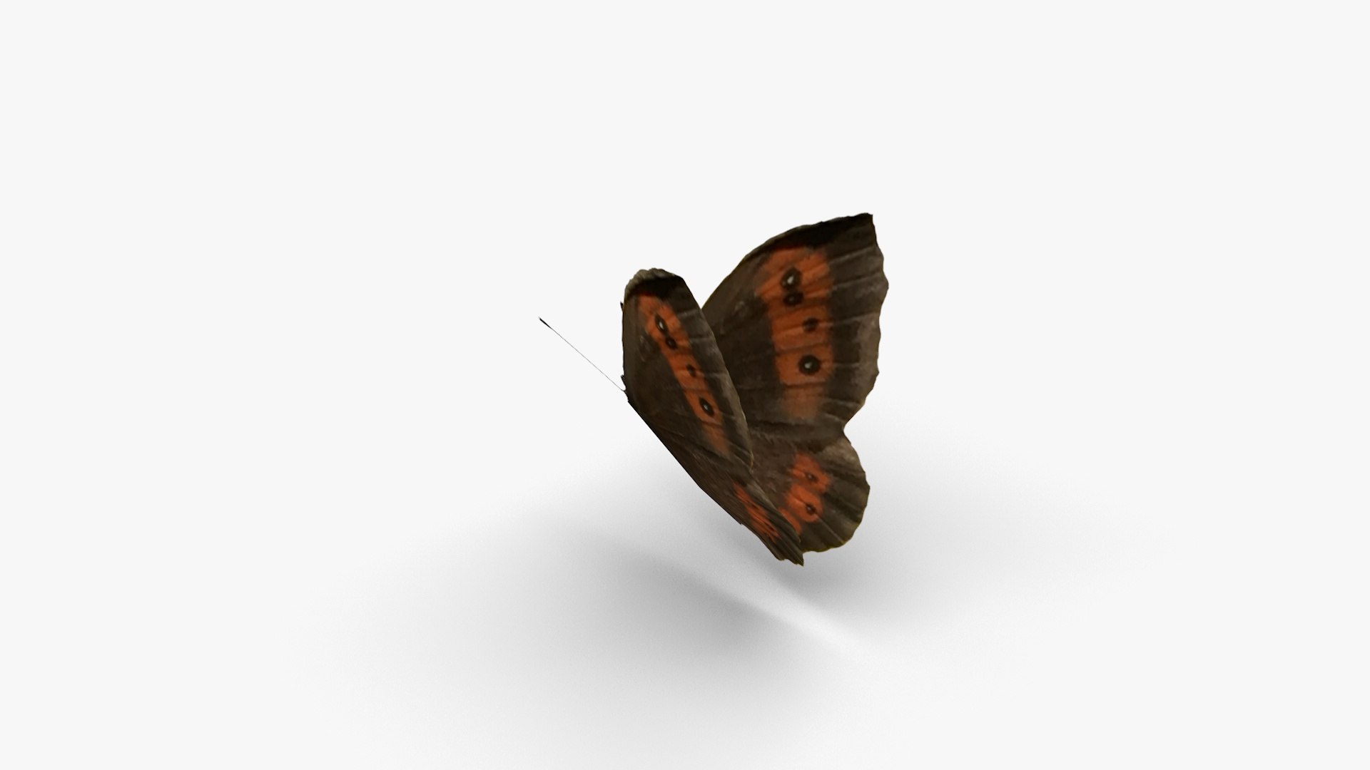 3D Low polygon butterfly - Erebia ligea model https://p.turbosquid.com/ts-thumb/bF/HpCmKr/yB/erebialigea2/jpg/1649056281/1920x1080/fit_q87/807c02dd56b71038c4878df7276d26080abd0350/erebialigea2.jpg