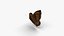 Low polygon butterfly - Erebia ligea