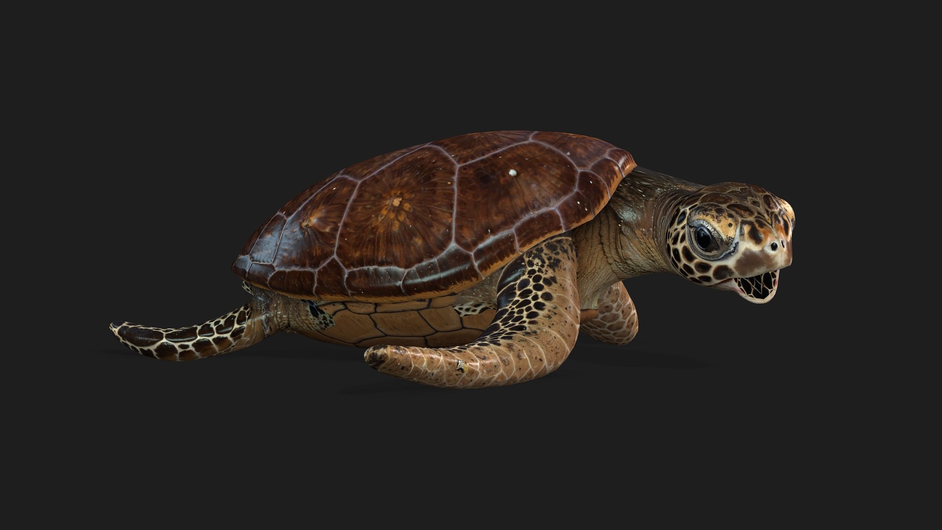 3D Turtle-A1 https://p.turbosquid.com/ts-thumb/bF/IOZxKM/08/preview7/jpg/1755318051/1920x1080/fit_q87/5f2b7fe06d522c62950f804405ee74ff595ec1ff/preview7.jpg