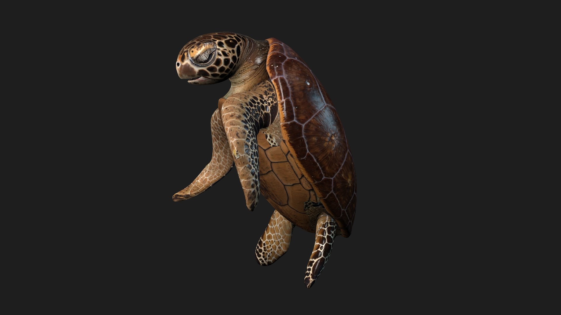 3D Turtle-A1 https://p.turbosquid.com/ts-thumb/bF/IOZxKM/0g/preview9/jpg/1755318052/1920x1080/fit_q87/41055131b0712c4df3d93110db996446b19b5902/preview9.jpg