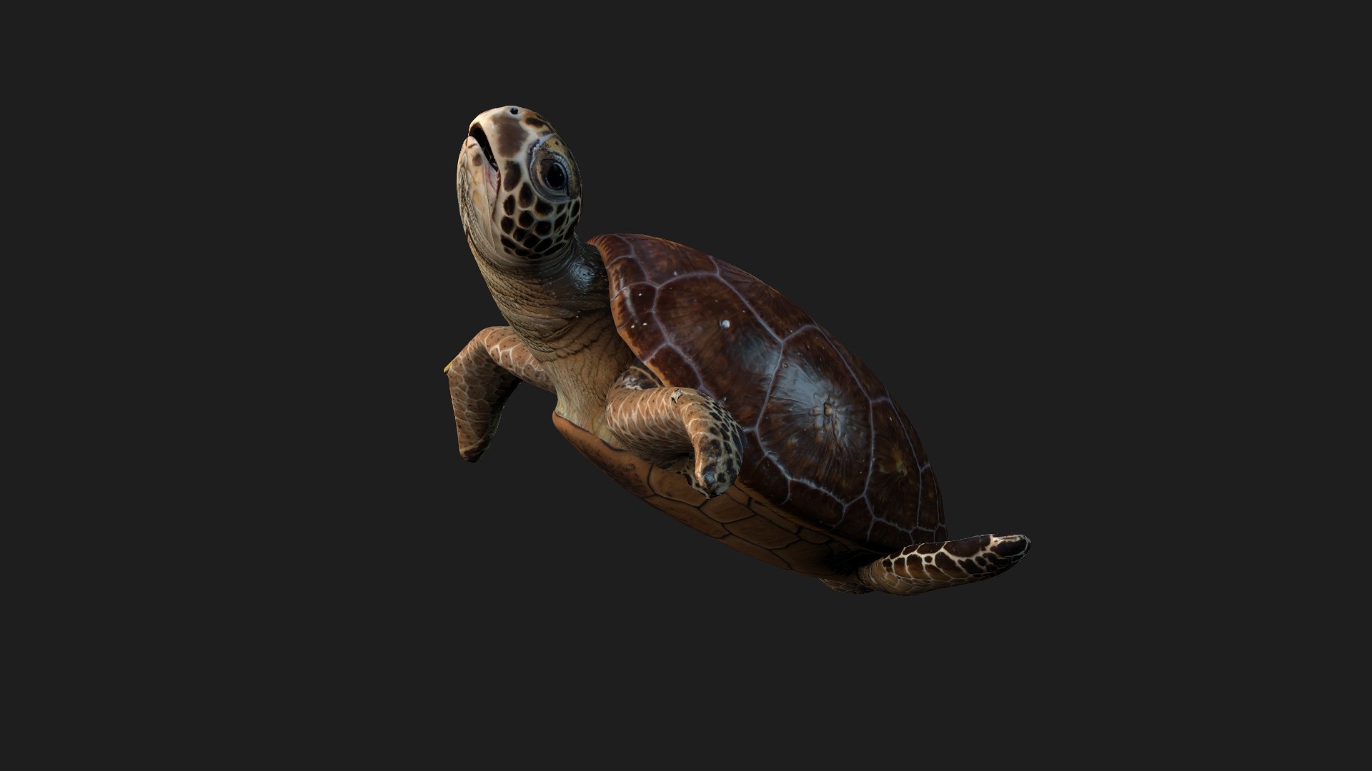 3D Turtle-A1 https://p.turbosquid.com/ts-thumb/bF/IOZxKM/3N/preview11/jpg/1755318053/1920x1080/fit_q87/f1f8e6414df91ef26ef56a795f134810fed0a0a3/preview11.jpg