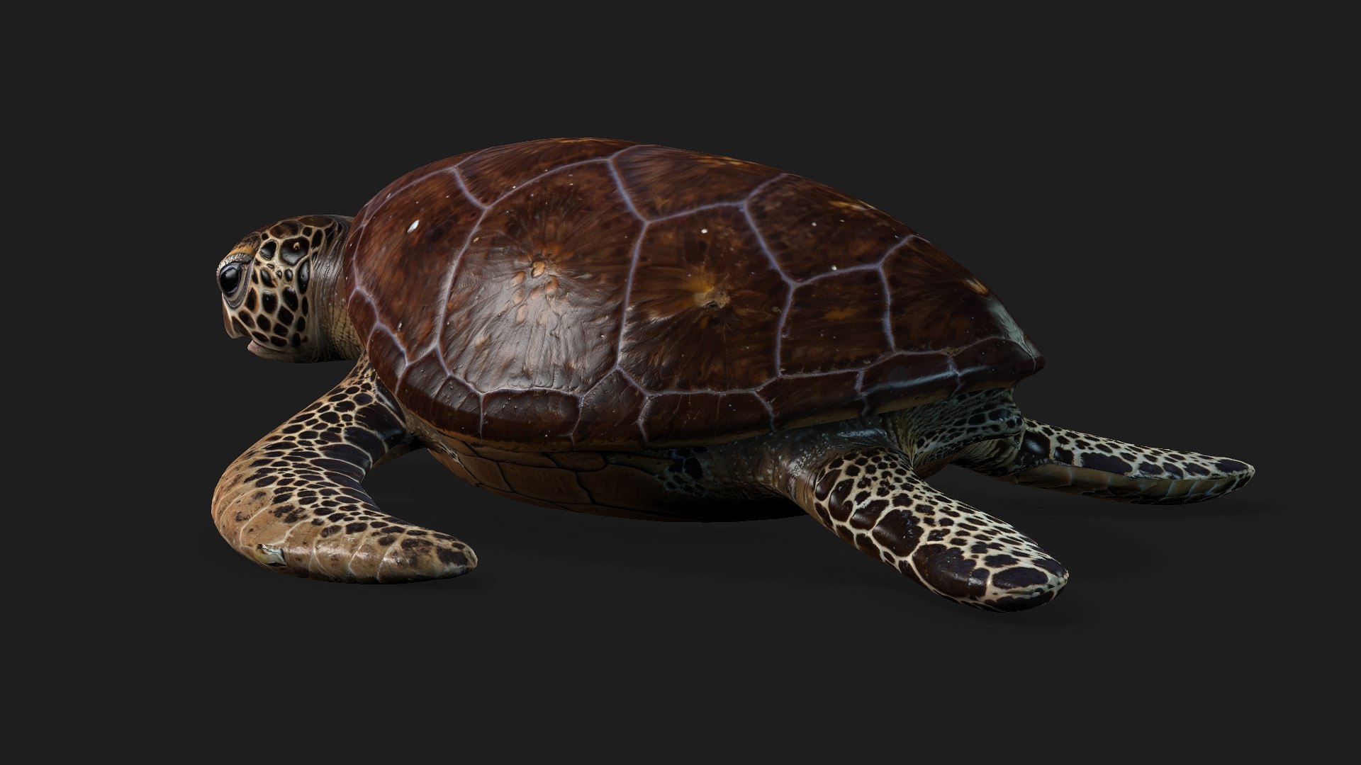 3D Turtle-A1 https://p.turbosquid.com/ts-thumb/bF/IOZxKM/5k/preview3/jpg/1755318048/1920x1080/fit_q87/430c093c9a876f8151b282366ec0f4fd54b2ff7f/preview3.jpg