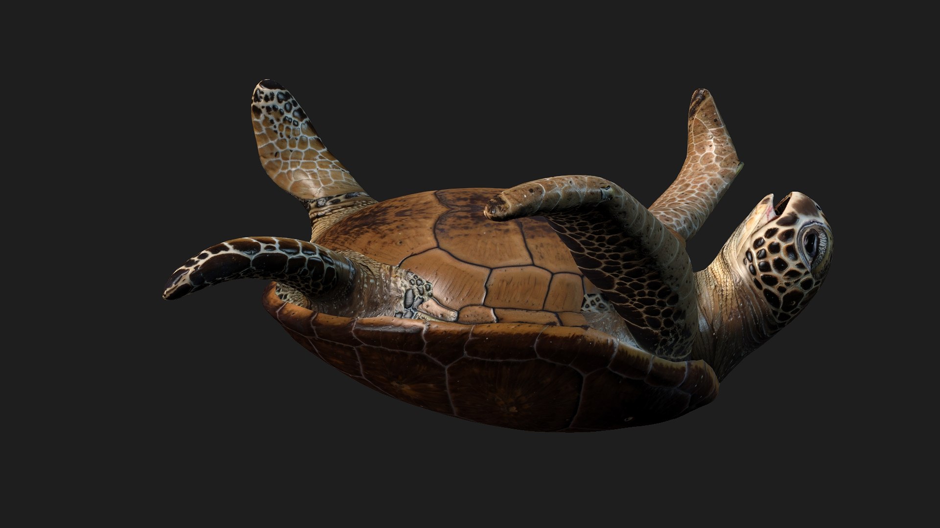 3D Turtle-A1 https://p.turbosquid.com/ts-thumb/bF/IOZxKM/GM/preview12/jpg/1755318053/1920x1080/fit_q87/ac319957763be2254ebc904ca6f03d35f93781f4/preview12.jpg