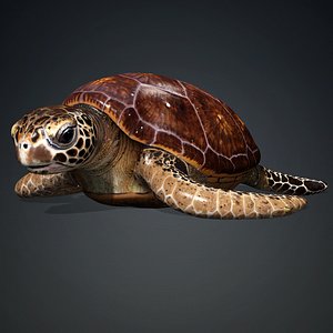 Turtle-A1