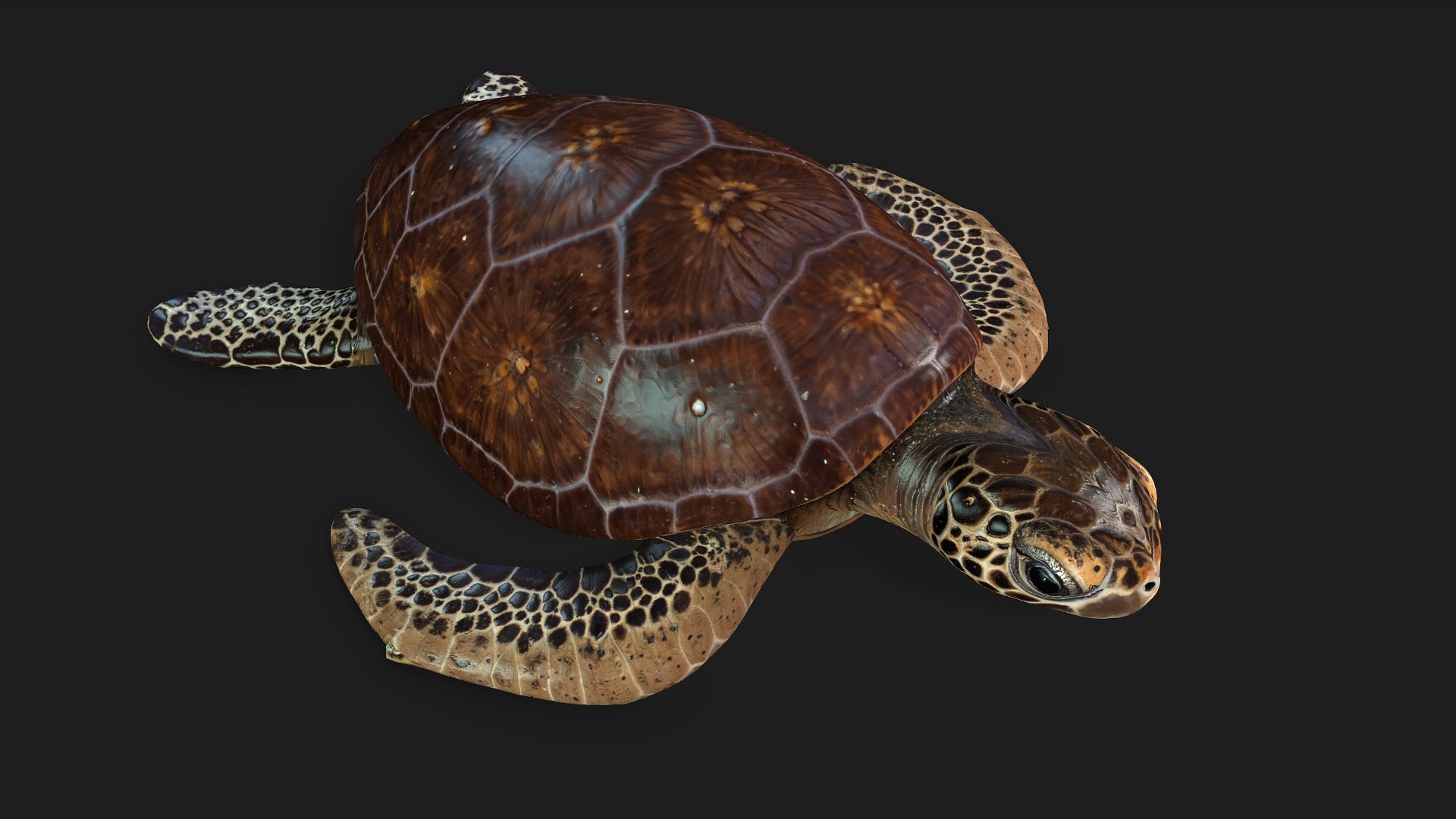 3D Turtle-A1 https://p.turbosquid.com/ts-thumb/bF/IOZxKM/Nr/preview5/jpg/1755318050/1920x1080/fit_q87/8005b277612d751df6a2c5c27721bd00a2e41722/preview5.jpg