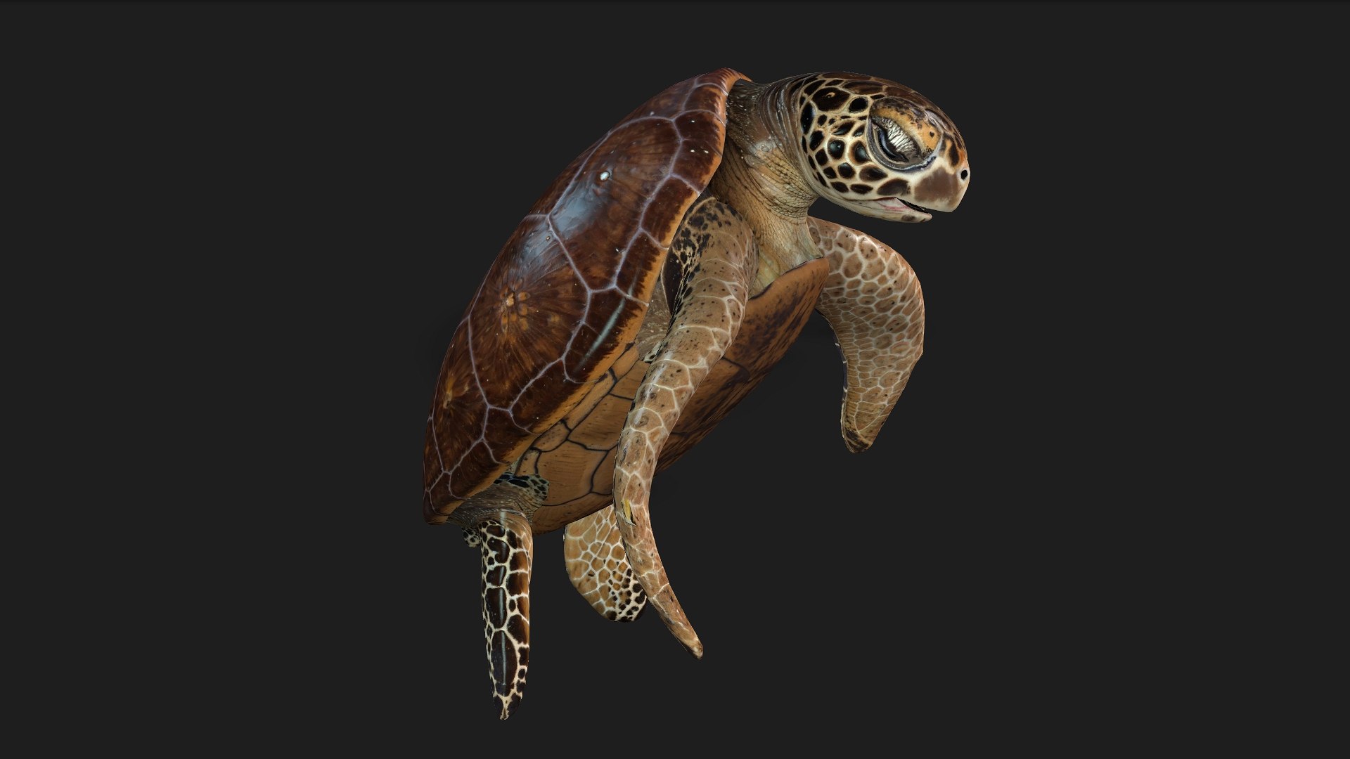 3D Turtle-A1 https://p.turbosquid.com/ts-thumb/bF/IOZxKM/Xj/preview8/jpg/1755318051/1920x1080/fit_q87/13d5451e8ae507c783a8872753226c642842c7f1/preview8.jpg
