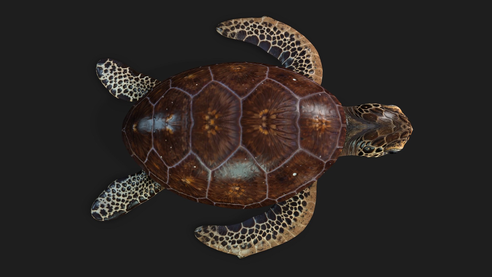 3D Turtle-A1 https://p.turbosquid.com/ts-thumb/bF/IOZxKM/ZL/preview6/jpg/1755318050/1920x1080/fit_q87/866342b2f3cb3c63e4e63d60e813189635759826/preview6.jpg