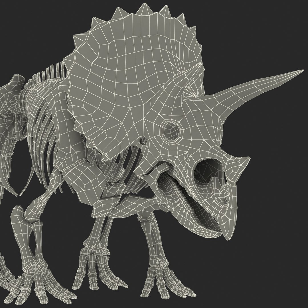 3d Model Triceratops Skeleton