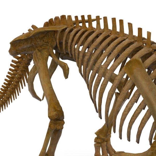 3d model triceratops skeleton