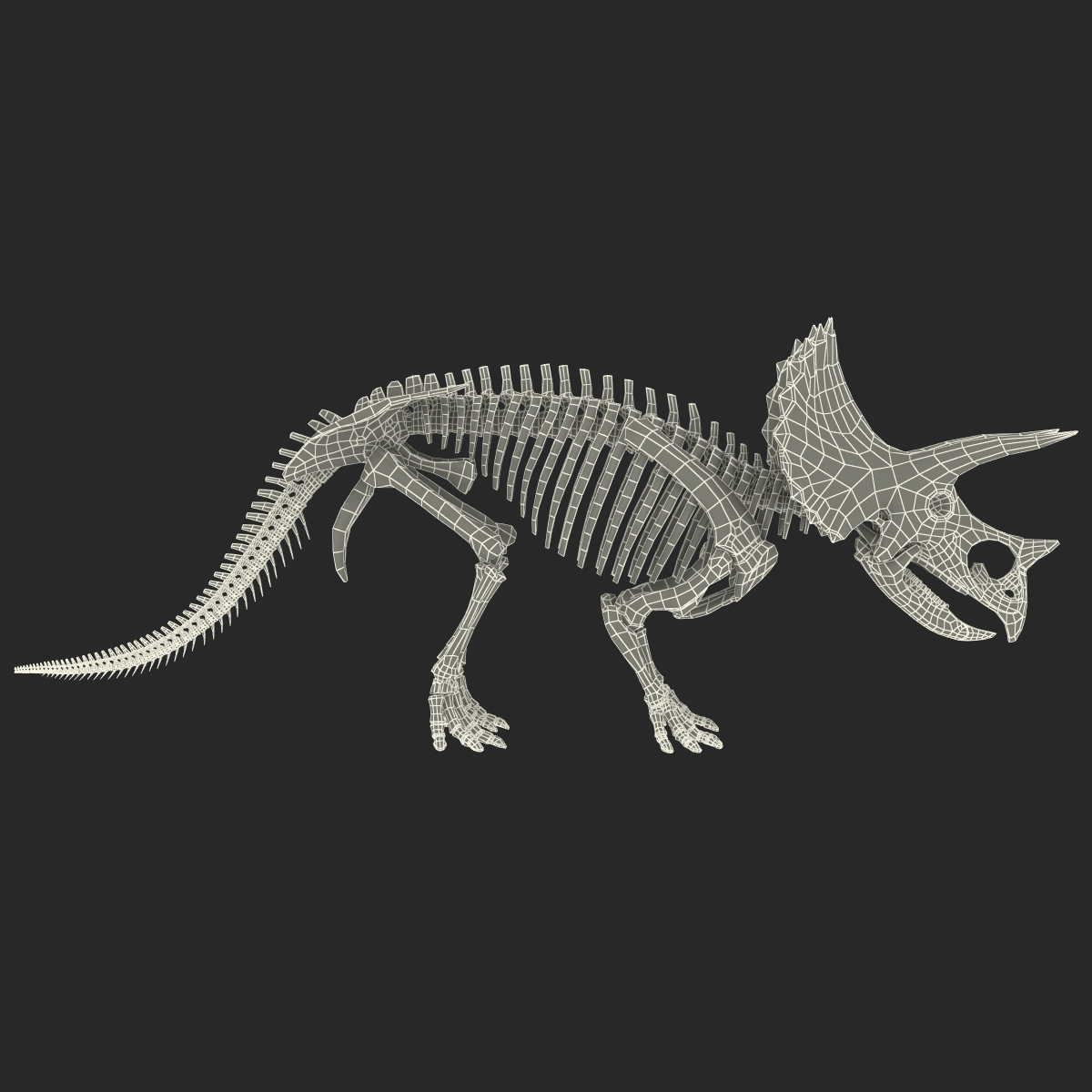 3d model triceratops skeleton