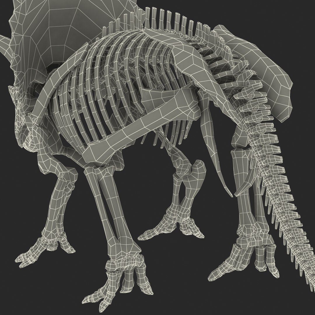 3d Model Triceratops Skeleton