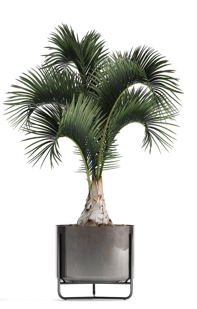 3D plants exotic https://p.turbosquid.com/ts-thumb/bF/MJ1tpu/0HubrtG5/plantpot18021908/jpg/1550586055/1920x1080/fit_q87/9a6b4438359b4d7dbc7c55ee637ceb602f88d622/plantpot18021908.jpg