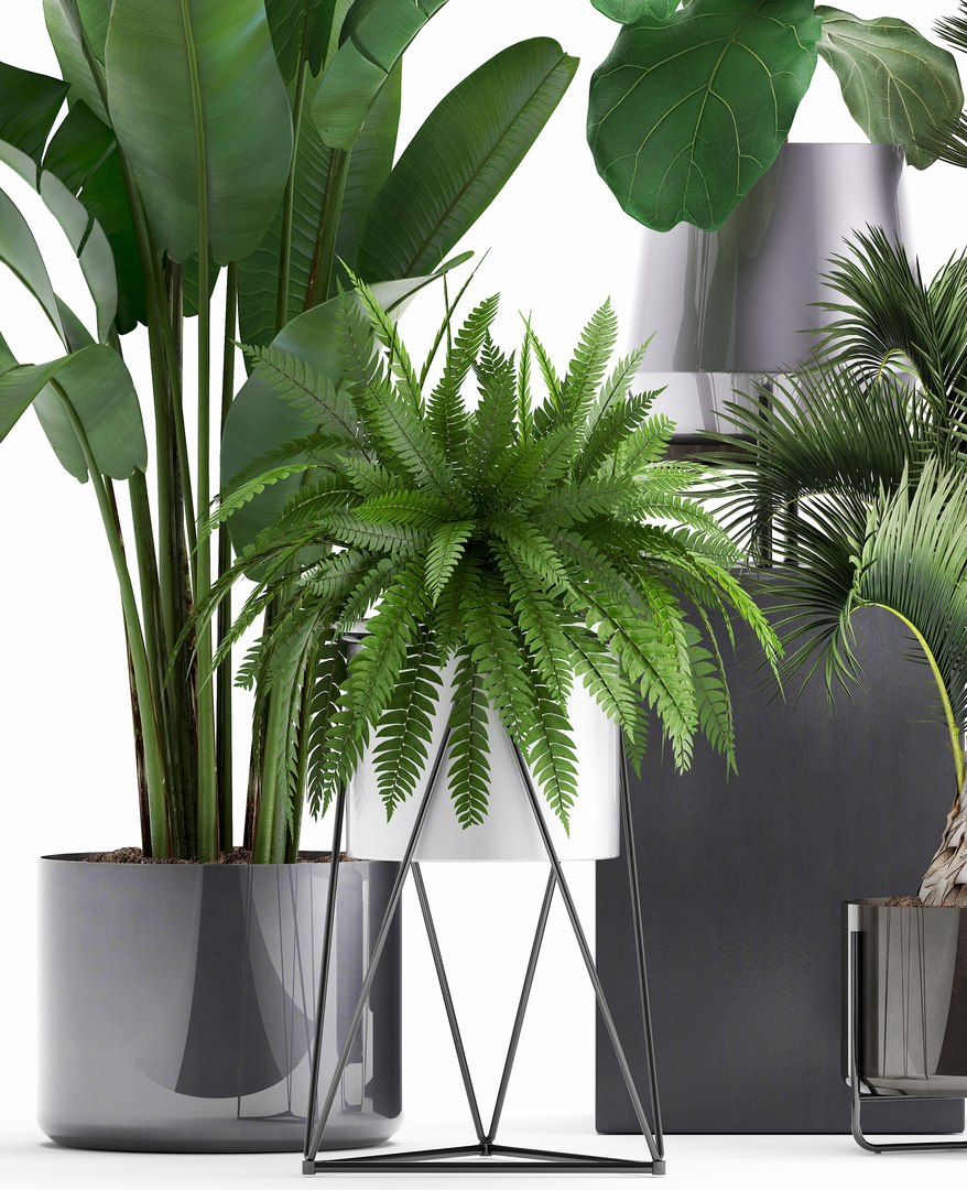 3D plants exotic https://p.turbosquid.com/ts-thumb/bF/MJ1tpu/22BkAC9u/plantpot18021902/jpg/1550586055/1920x1080/fit_q87/8ea47c002fee8de9e6618ee4784417206a4eb7ae/plantpot18021902.jpg