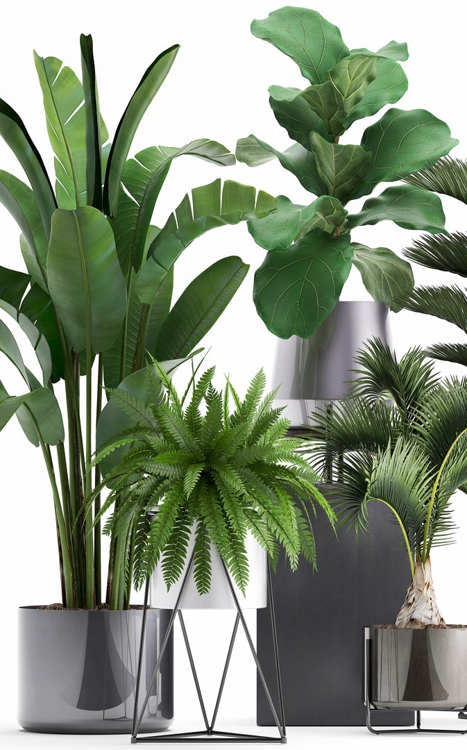 3D plants exotic https://p.turbosquid.com/ts-thumb/bF/MJ1tpu/3WEtAAUj/plantpot18021904/jpg/1550586055/1920x1080/fit_q87/f5bf3a91f777866ee713d71111019af55fbaf9f1/plantpot18021904.jpg