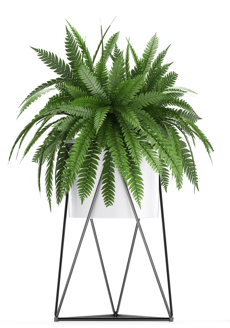 3D plants exotic https://p.turbosquid.com/ts-thumb/bF/MJ1tpu/9ISwruSt/plantpot18021906/jpg/1550586055/1920x1080/fit_q87/f4999744150d713ce38a30a3909c11419ec64d8d/plantpot18021906.jpg