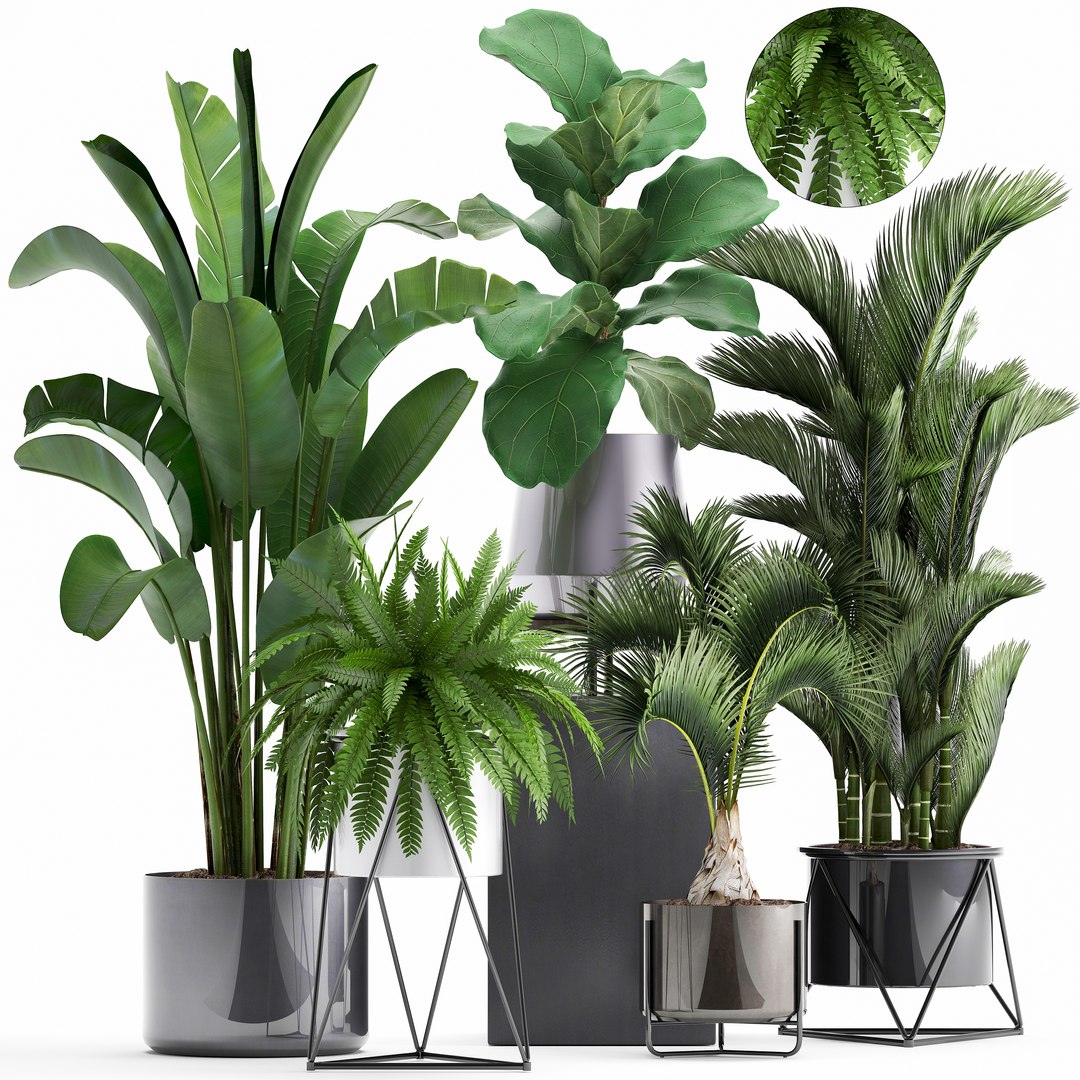 3D plants exotic https://p.turbosquid.com/ts-thumb/bF/MJ1tpu/Ufp34ijL/plantpot18021900/jpg/1550586055/1920x1080/fit_q87/634df4381b5a383de43f4c70a5c3fa5f57ff2114/plantpot18021900.jpg