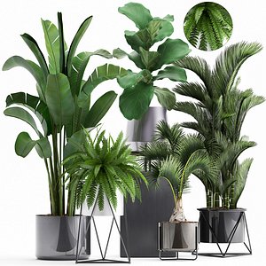 Collection of Exotic plants