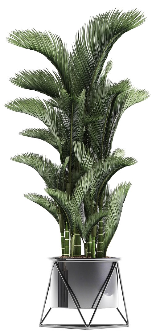 3D plants exotic https://p.turbosquid.com/ts-thumb/bF/MJ1tpu/bOESbQ3P/plantpot18021915/jpg/1550586055/1920x1080/fit_q87/9b60784fee43ca6c07a3b5f83a57bda824628333/plantpot18021915.jpg