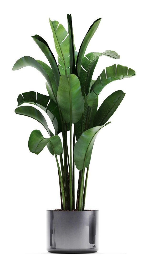 3D plants exotic https://p.turbosquid.com/ts-thumb/bF/MJ1tpu/eD1gnqgb/plantpot18021907/jpg/1550586055/1920x1080/fit_q87/9404909b54cb394d101fc3a56d470b336ff4b92c/plantpot18021907.jpg