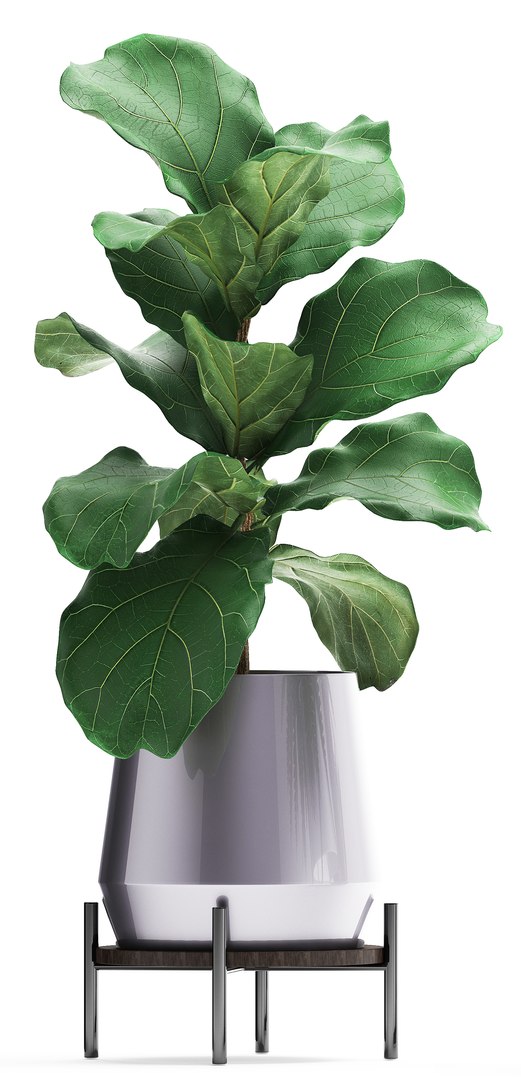 3D plants exotic https://p.turbosquid.com/ts-thumb/bF/MJ1tpu/qUtIZuF1/plantpot18021905/jpg/1550586055/1920x1080/fit_q87/3a71c9c047011bd63ee7589e504592bb7cea34ef/plantpot18021905.jpg