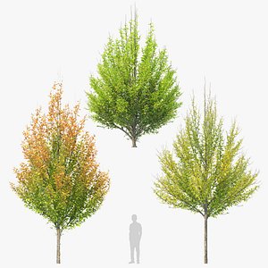 Hornbeam autumn 3D model