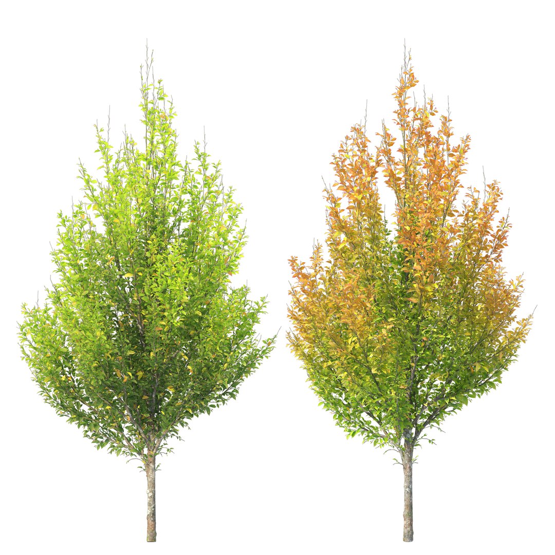 Hornbeam autumn 3D model https://p.turbosquid.com/ts-thumb/bF/RUjrn7/Tv/preview6aserb/jpg/1760848251/1920x1080/fit_q87/b0afe58bbfd9acbe3818a9806bd2571661cbf2ab/preview6aserb.jpg