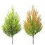 Hornbeam autumn