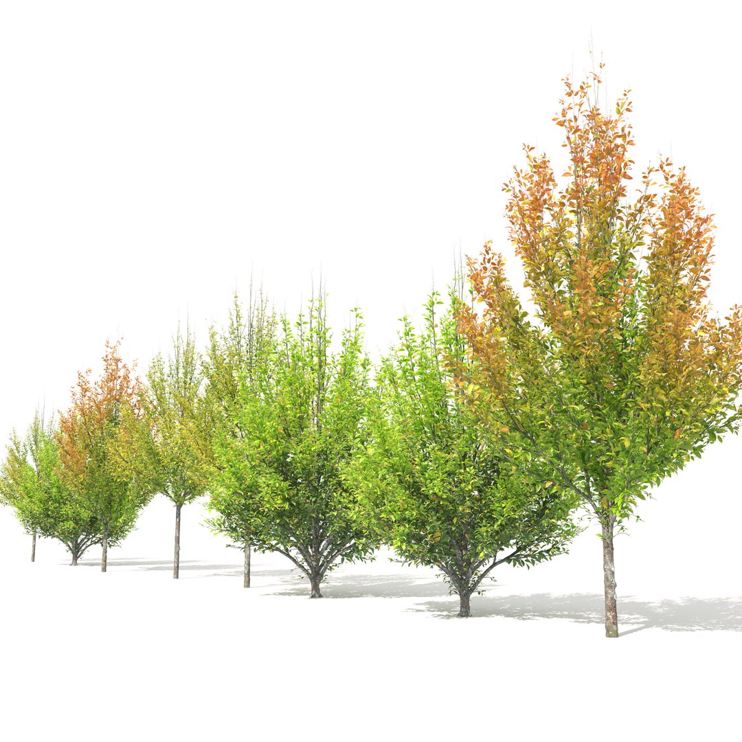 Hornbeam autumn 3D model https://p.turbosquid.com/ts-thumb/bF/RUjrn7/dw/preview5aserb/jpg/1760848251/1920x1080/fit_q87/c73ec7573e33635e50036d5643853acfe87e379c/preview5aserb.jpg