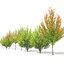 Hornbeam autumn