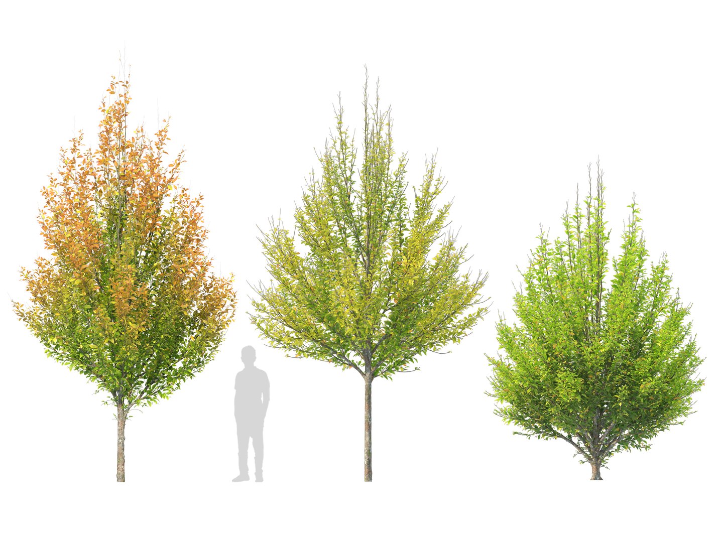 Hornbeam autumn 3D model https://p.turbosquid.com/ts-thumb/bF/RUjrn7/nm/preview1cgt/jpg/1760848244/1920x1080/fit_q87/e182b5f76ebf66a50be2be6e8f3352473ebd6479/preview1cgt.jpg