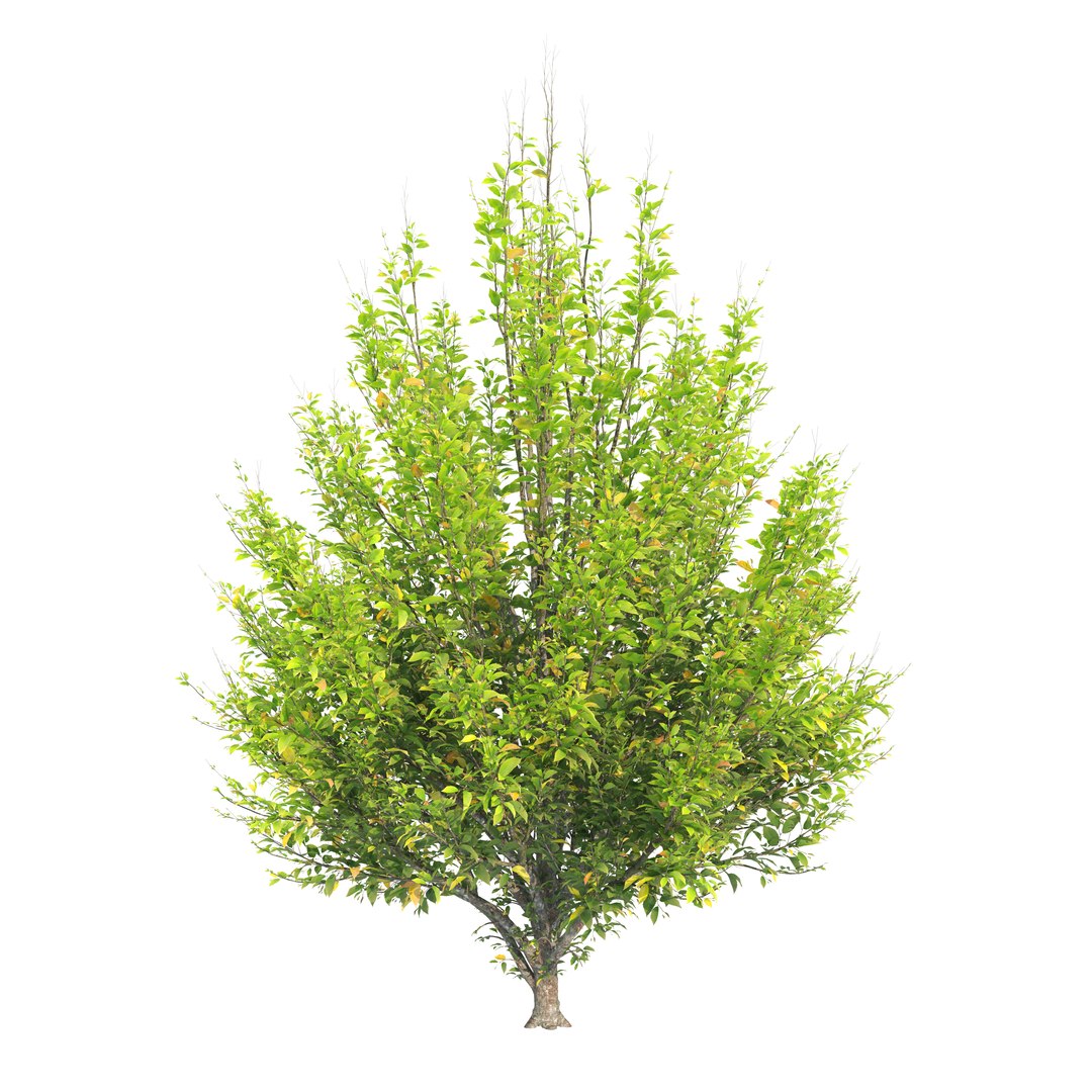 Hornbeam autumn 3D model https://p.turbosquid.com/ts-thumb/bF/RUjrn7/o3/preview3aserb/jpg/1760848248/1920x1080/fit_q87/9b3f3ed837c2e0a44effc6c4f8a13045e2c1ef81/preview3aserb.jpg