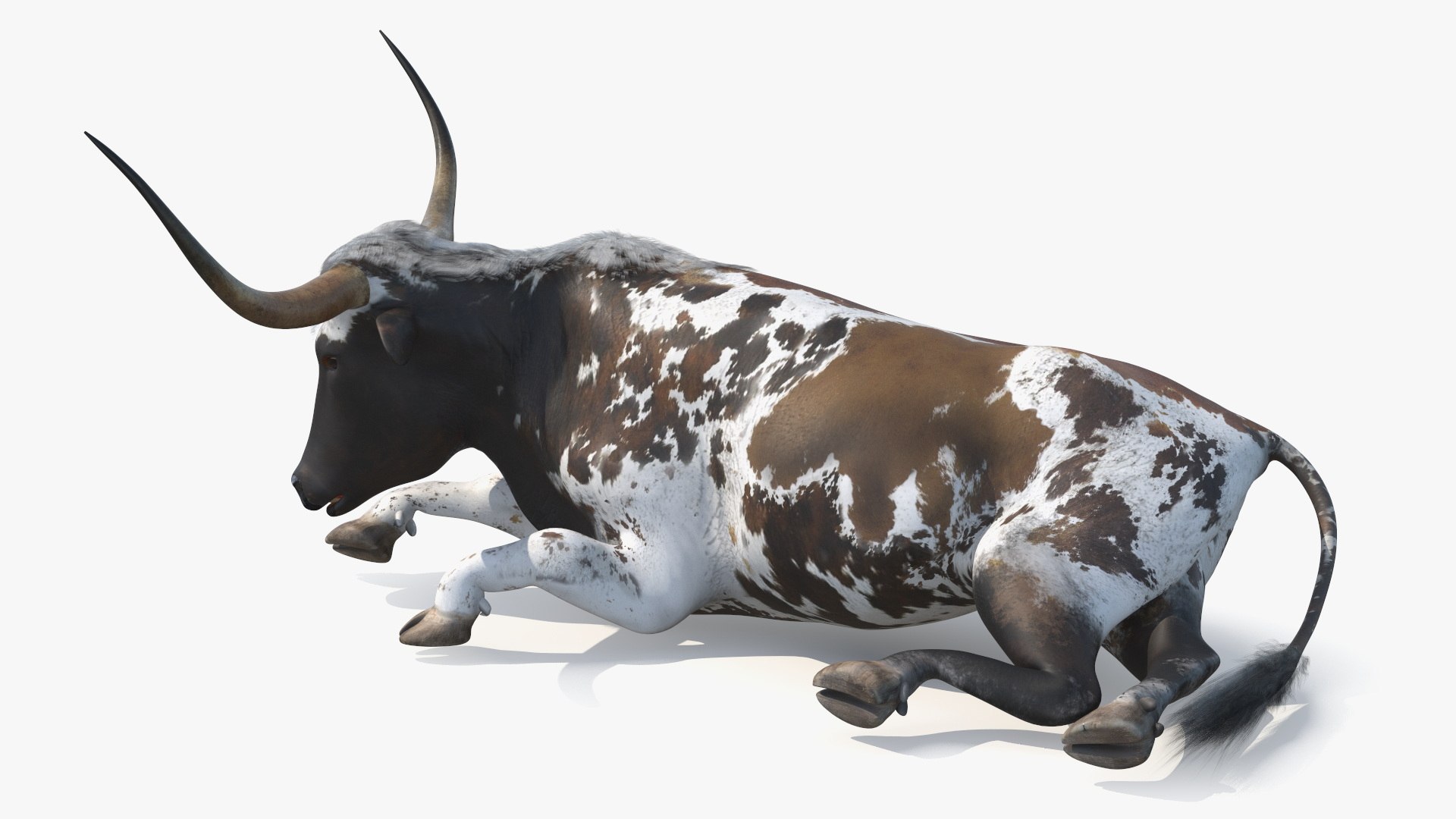 Lying Longhorn Bull Mottled Brown 3D model https://p.turbosquid.com/ts-thumb/bF/Z1Q2y0/6J/lyinglonghornbullmottledbrown3dsmodel013/jpg/1706175512/1920x1080/fit_q87/b4a75392991d18586df02080549a5c35b21a9e5c/lyinglonghornbullmottledbrown3dsmodel013.jpg