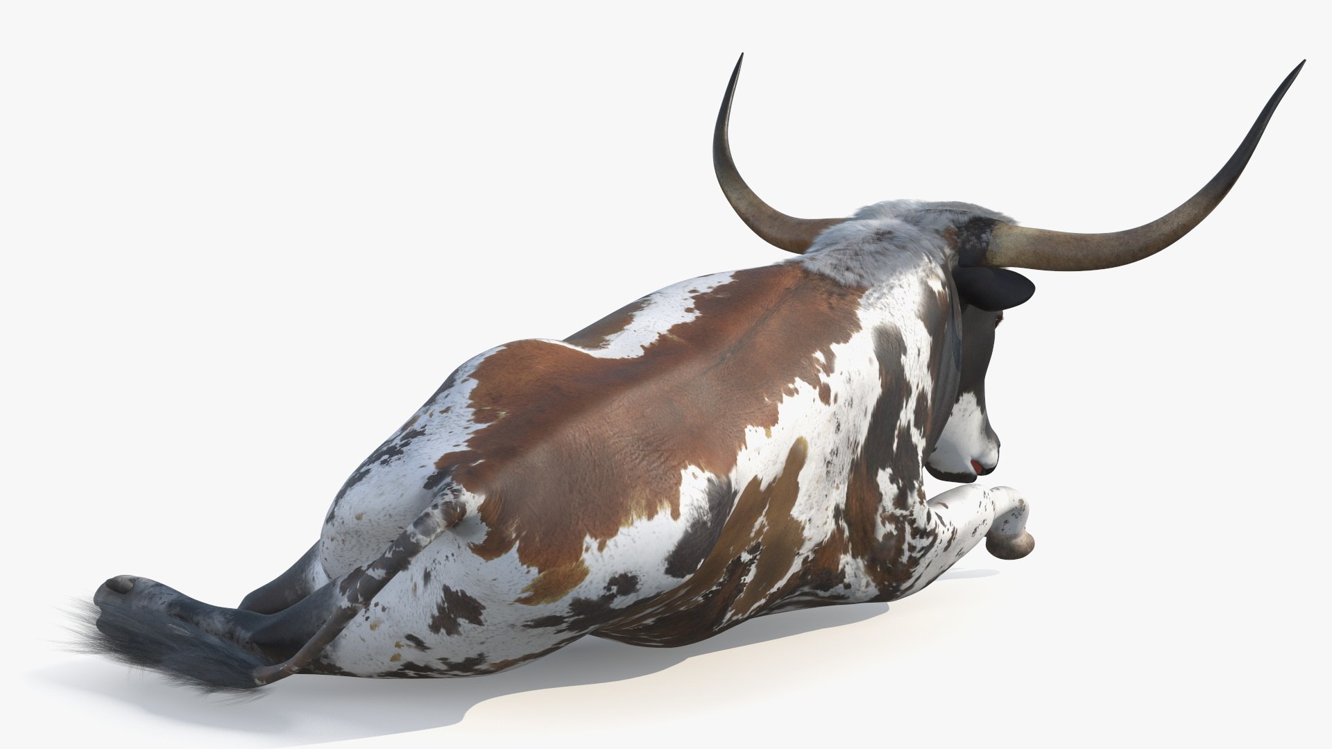 Lying Longhorn Bull Mottled Brown 3D model https://p.turbosquid.com/ts-thumb/bF/Z1Q2y0/8d/lyinglonghornbullmottledbrown3dsmodel011/jpg/1706175502/1920x1080/fit_q87/915dbf2d8dd4cb55a05876b1b47788678819f953/lyinglonghornbullmottledbrown3dsmodel011.jpg
