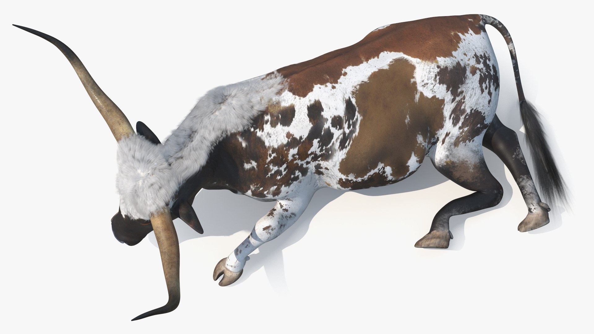 Lying Longhorn Bull Mottled Brown 3D model https://p.turbosquid.com/ts-thumb/bF/Z1Q2y0/N5/lyinglonghornbullmottledbrown3dsmodel014/jpg/1706175516/1920x1080/fit_q87/cbe0c8cee6d30e456163887e4a48a2e4f242b116/lyinglonghornbullmottledbrown3dsmodel014.jpg