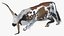 Touro Longhorn Mentindo manchado de marrom