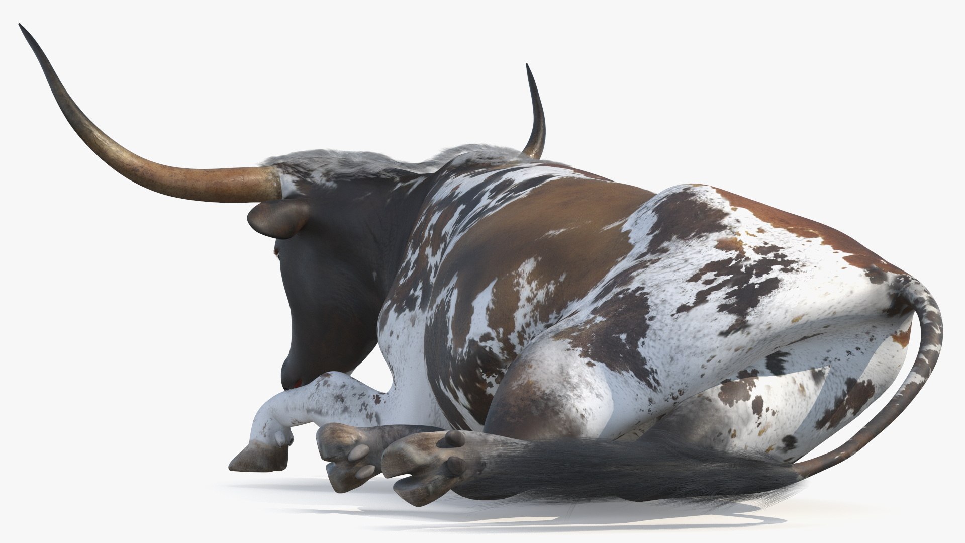 Lying Longhorn Bull Mottled Brown 3D model https://p.turbosquid.com/ts-thumb/bF/Z1Q2y0/Sn/lyinglonghornbullmottledbrown3dsmodel012/jpg/1706175507/1920x1080/fit_q87/19b211a6f2e72253aabefaeadca8f73d975d28c1/lyinglonghornbullmottledbrown3dsmodel012.jpg