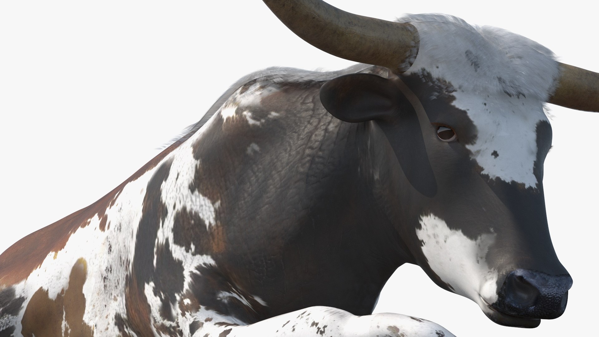 Lying Longhorn Bull Mottled Brown 3D model https://p.turbosquid.com/ts-thumb/bF/Z1Q2y0/TX/lyinglonghornbullmottledbrown3dsmodel016/jpg/1706175525/1920x1080/fit_q87/b5402b9b67b1072d9946e87869f573f127716ef4/lyinglonghornbullmottledbrown3dsmodel016.jpg