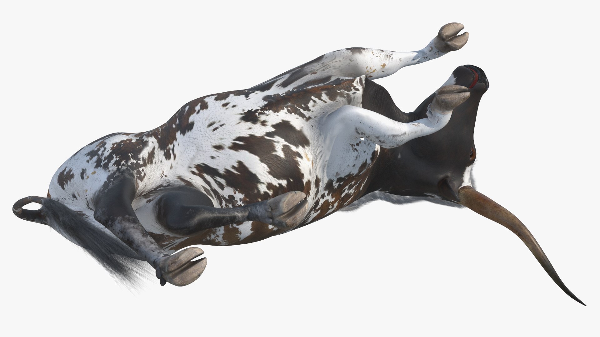 Lying Longhorn Bull Mottled Brown 3D model https://p.turbosquid.com/ts-thumb/bF/Z1Q2y0/fl/lyinglonghornbullmottledbrown3dsmodel015/jpg/1706175520/1920x1080/fit_q87/3ed8871ce3d4ea5a1fb15ed3d56db6abdc2251a6/lyinglonghornbullmottledbrown3dsmodel015.jpg