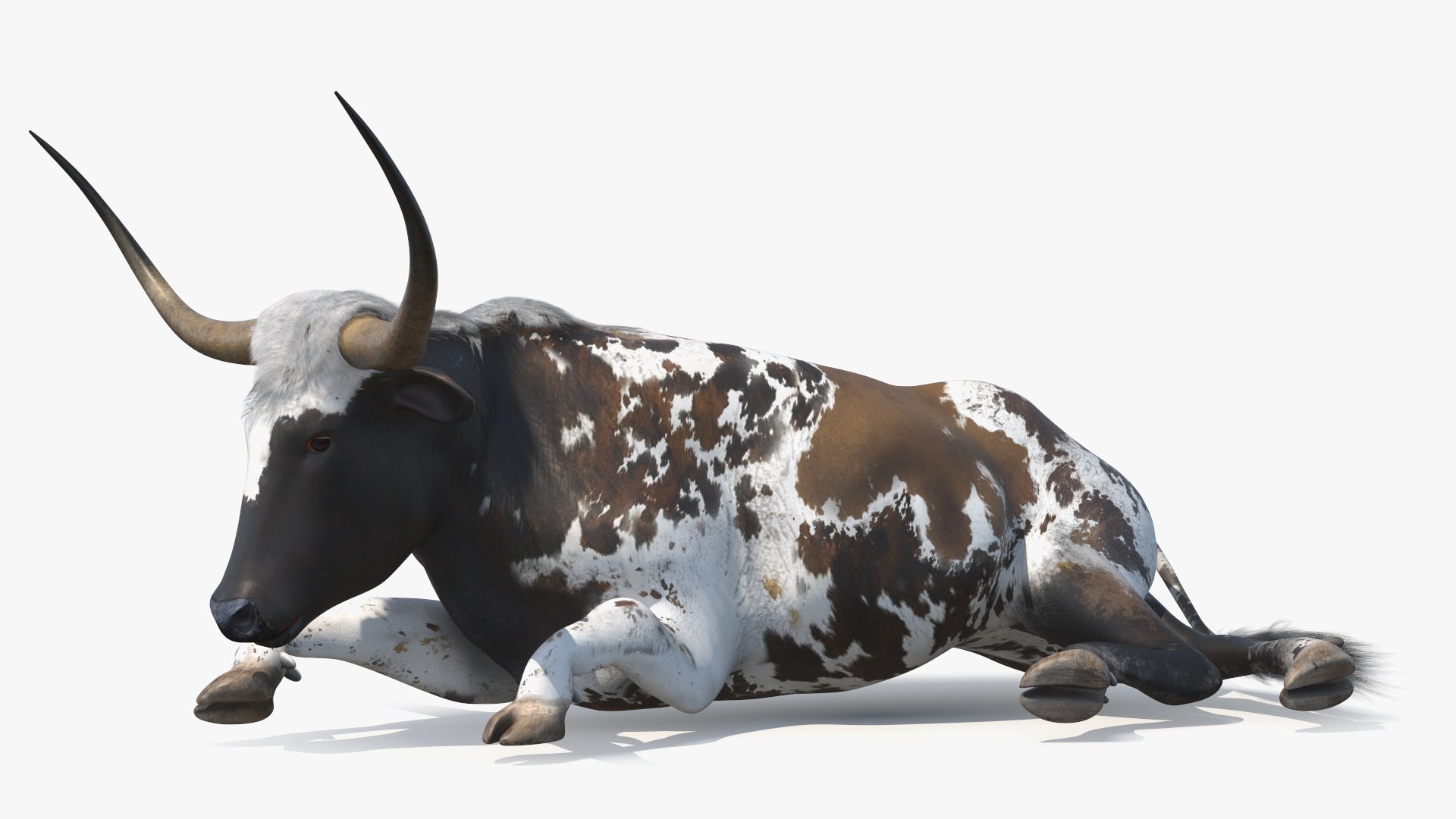 Lying Longhorn Bull Mottled Brown 3D model https://p.turbosquid.com/ts-thumb/bF/Z1Q2y0/gJ/lyinglonghornbullmottledbrown3dsmodel008/jpg/1706175488/1920x1080/fit_q87/e5fe92ffb5a3f9fd5d5012e669c7481e22ef5418/lyinglonghornbullmottledbrown3dsmodel008.jpg