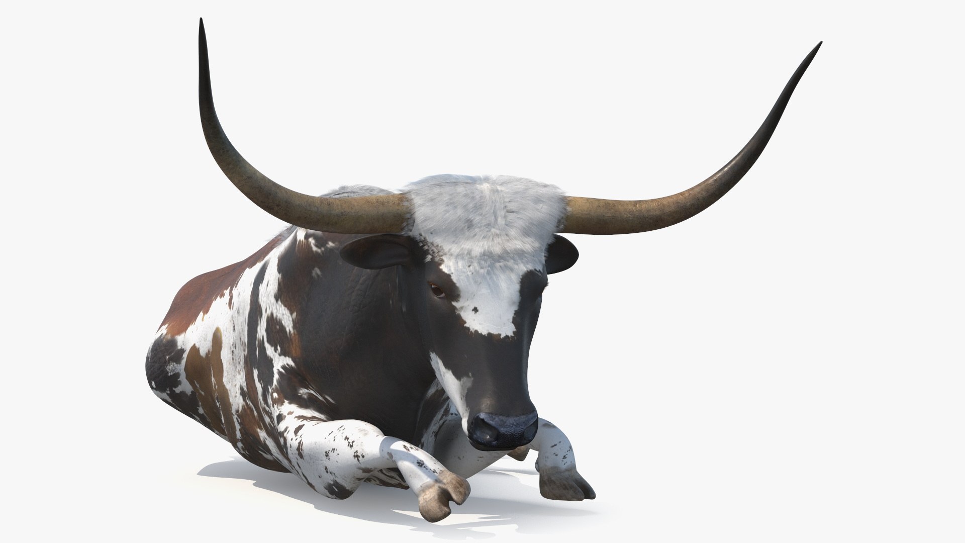 Lying Longhorn Bull Mottled Brown 3D model https://p.turbosquid.com/ts-thumb/bF/Z1Q2y0/vZ/lyinglonghornbullmottledbrown3dsmodel009/jpg/1706175492/1920x1080/fit_q87/140e8357e6b60d408a43296ae13c5fff5b7b5a61/lyinglonghornbullmottledbrown3dsmodel009.jpg