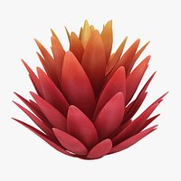 Red Agave