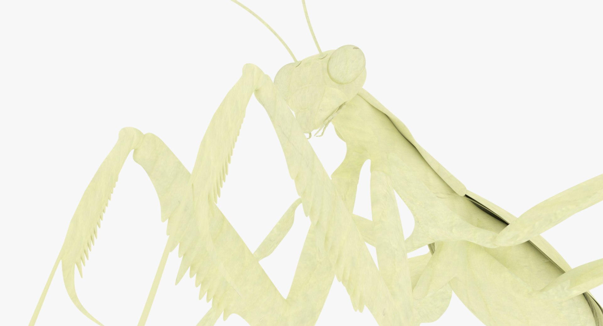 3D Praying Mantis - TurboSquid 1284196