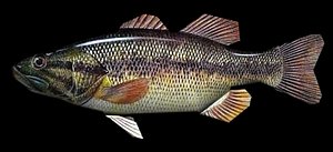 Bass