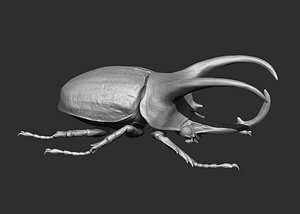Atlas beetle