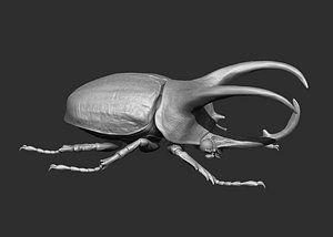 Atlas beetle