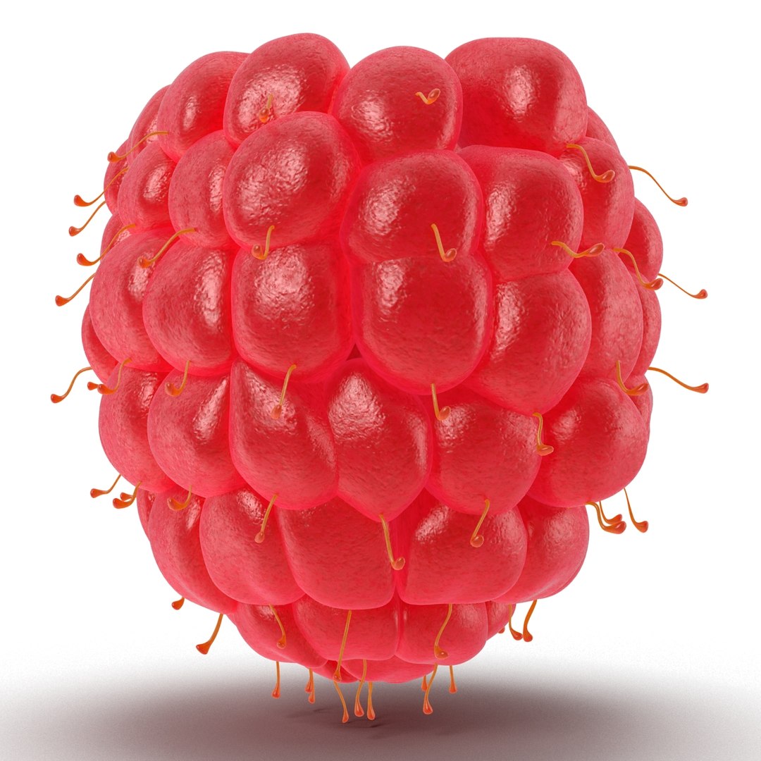 Raspberry 4 3d C4d