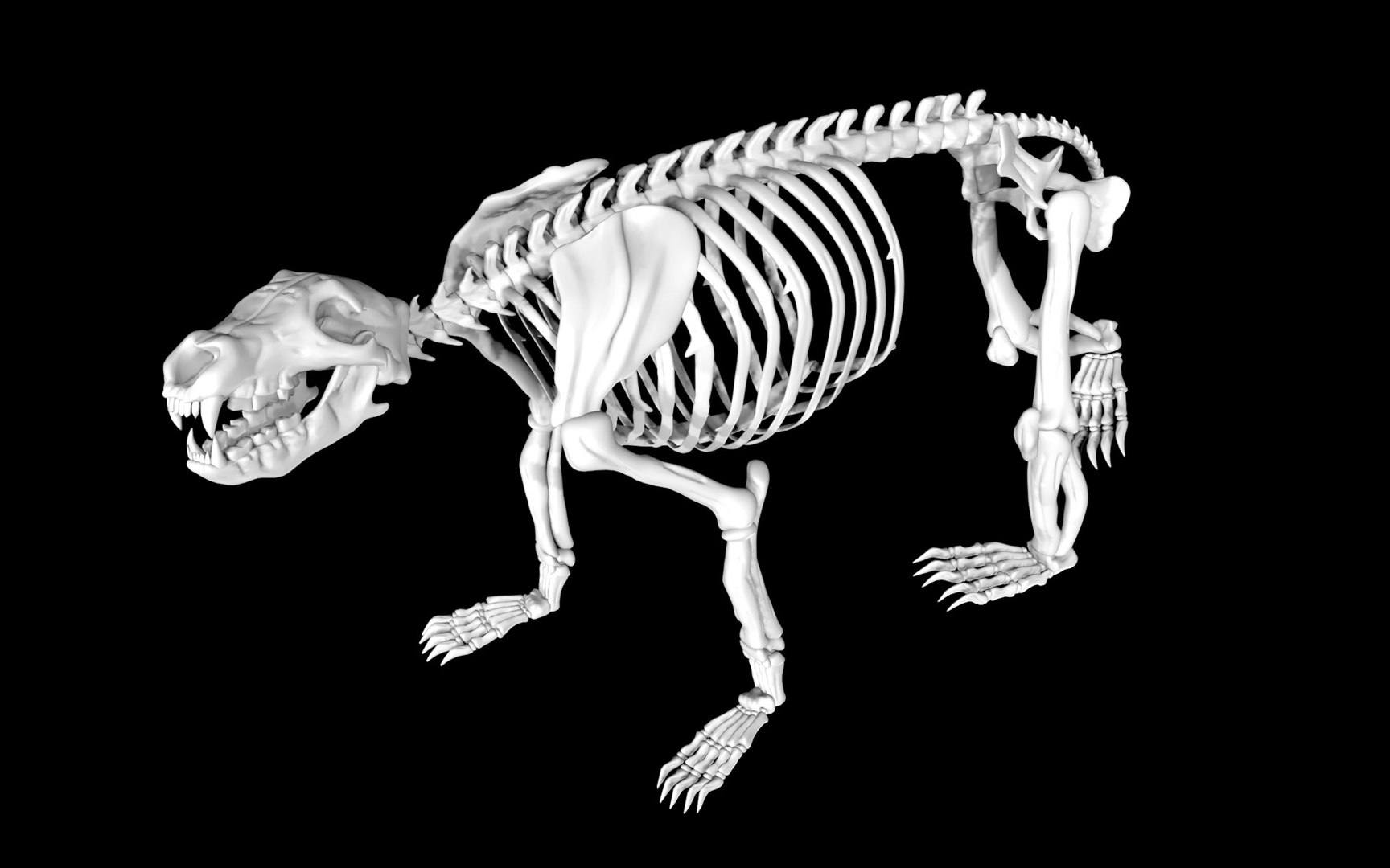 3D Rigged Bear Skeleton - TurboSquid 1853929