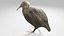 3D model Kiwi bird Obj and Blend